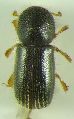 Réf. 108 705 : Xyleborus cryptographus