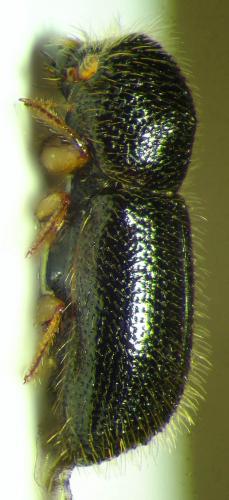 Réf. 108 706 : Xyleborus cryptographus