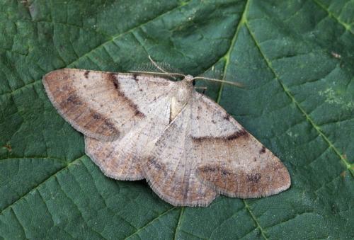 Selidosema plumaria