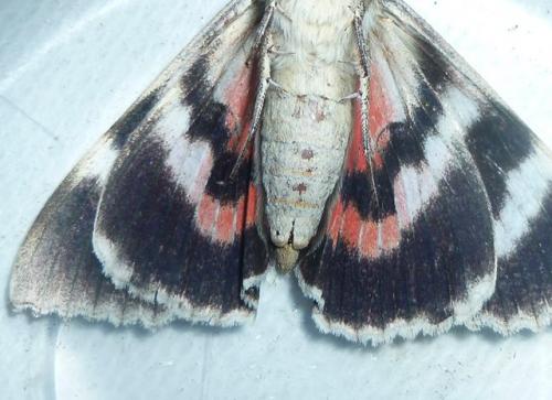 Catocala nupta