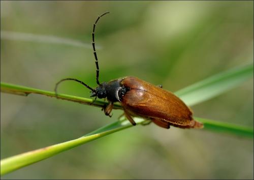 Cebrio gigas