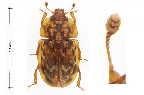 Soronia punctatissima