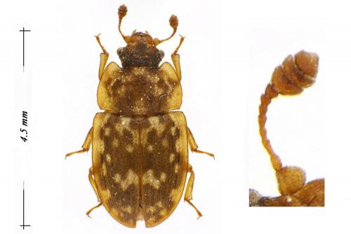 Soronia oblonga