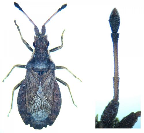 Spathocera dalmanii