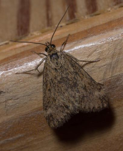 Pyrausta despicata
