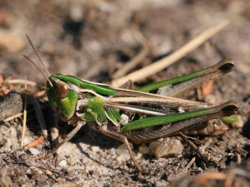 Stenobothrus stigmaticus