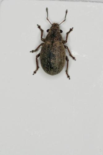 Réf. 108 284 : Strophosoma sp.