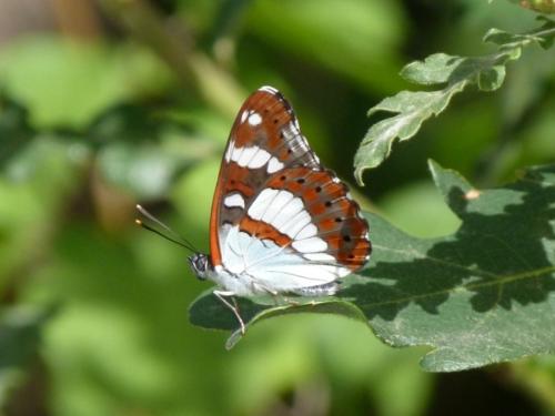 Réf. 108 887 : Limenitis reducta