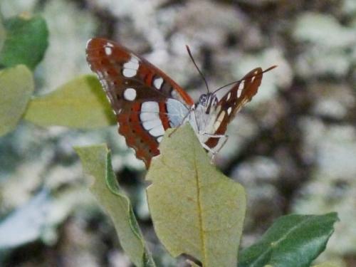 Limenitis reducta