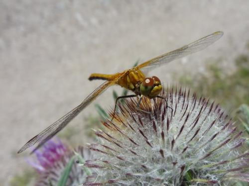 Réf. 108 056 : Sympetrum flaveolum