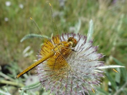 Réf. 108 057 : Sympetrum flaveolum