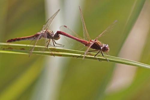 Réf. 108 210 : Sympetrum vulgatum