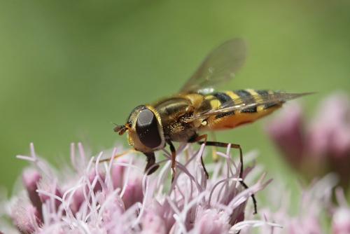 Réf. 108 547 : Syrphus torvus