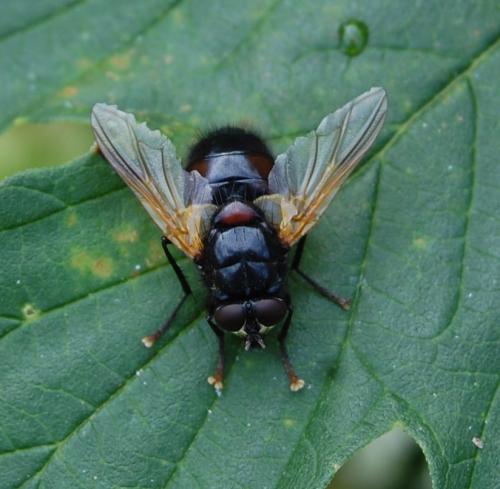 Réf. 108 756 : Mesembrina meridiana