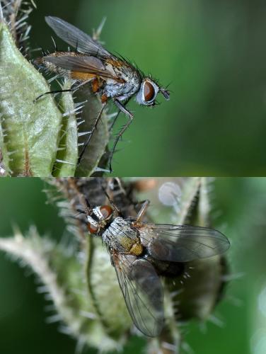 Solieria sp.