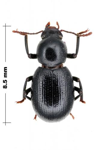 Misolampus gibbulus