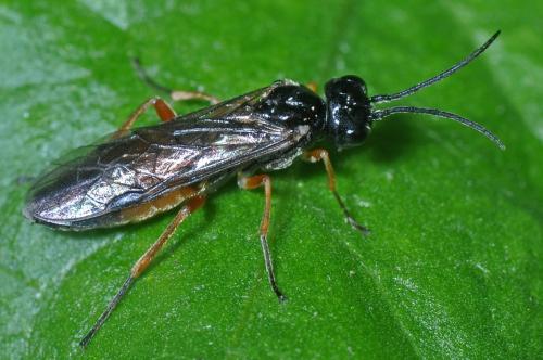 Réf. 108 845 : Allantinae inconnu