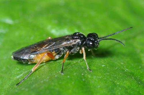 Réf. 108 846 : Allantinae inconnu