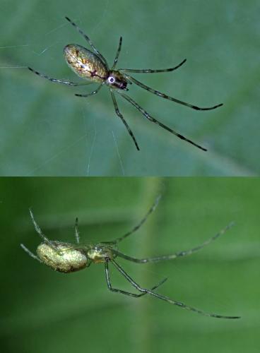 Tetragnatha sp.