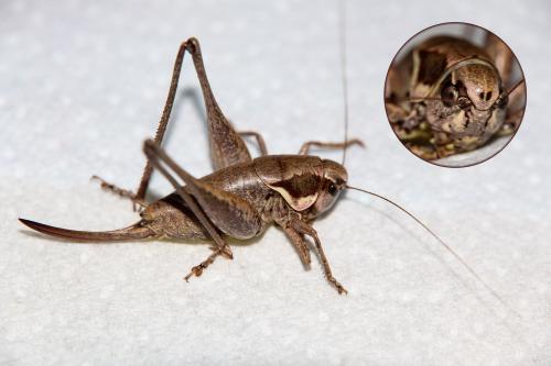 Réf. 108 681 : Pholidoptera femorata