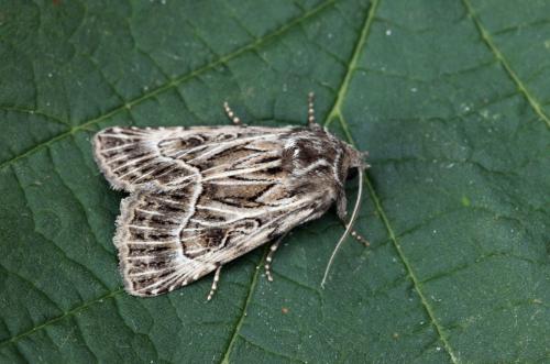 Réf. 108 823 : Thalpophila vitalba