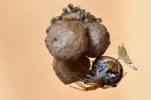Réf. 108 050 : Parasteatoda lunata