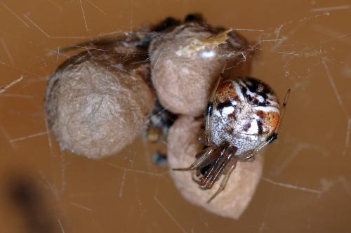 Parasteatoda lunata