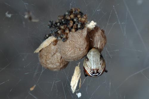 Parasteatoda lunata