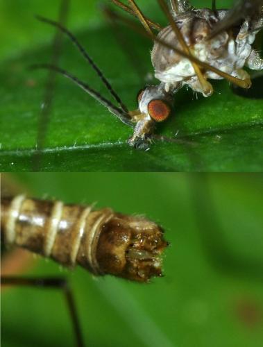 Réf. 108 560 : Tipula sarajevensis