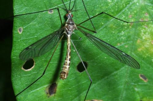 Réf. 108 795 : Tipula sarajevensis