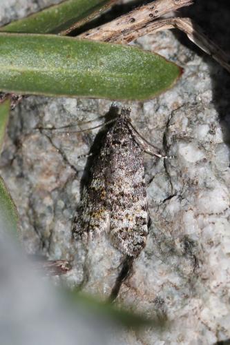 Réf. 108 889 : Sphaleroptera sp.