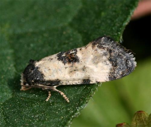 Cochylis dubitana