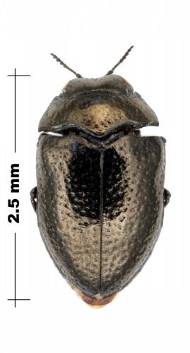 Trachys fragariae