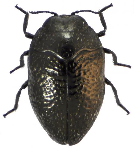 Réf. 108 271 : Trachys sp.