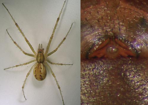 Réf. 108 384 : Linyphia triangularis