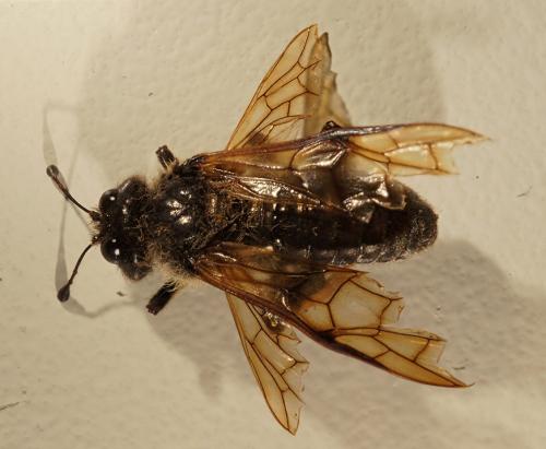 Réf. 108 086 : Trichiosoma sp.