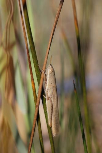 Tropidopola cylindrica cylindrica