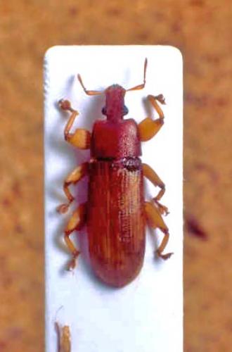 Ulomascus sp.