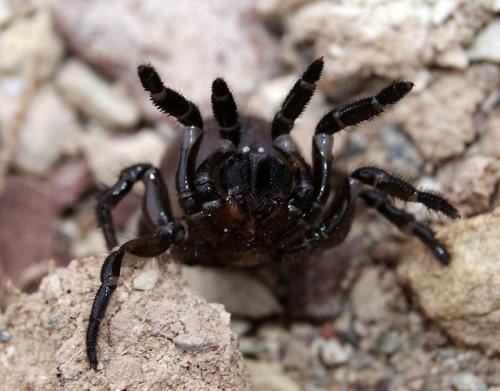 Réf. 108 122 : Ummidia sp.