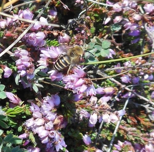 Colletes sp.