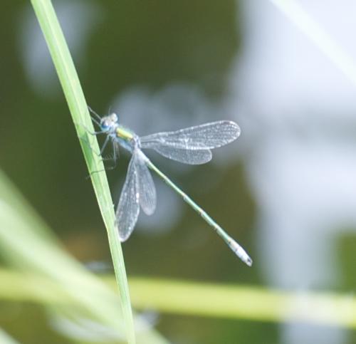 Lestes sp.