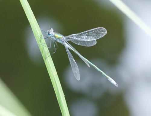 Lestes sp.