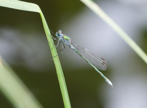 Lestes sp.