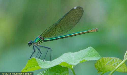 Calopteryx splendens