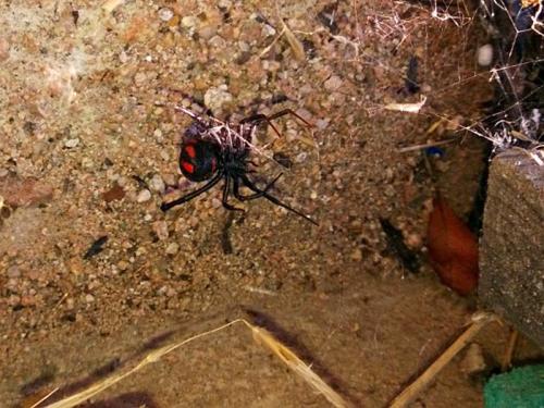 Latrodectus tredecimguttatus