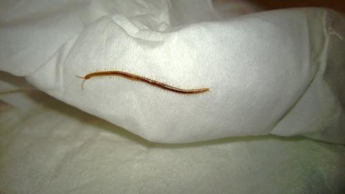 Réf. 108 631 : Geophilus sp.
