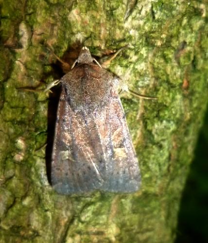 Xestia xanthographa