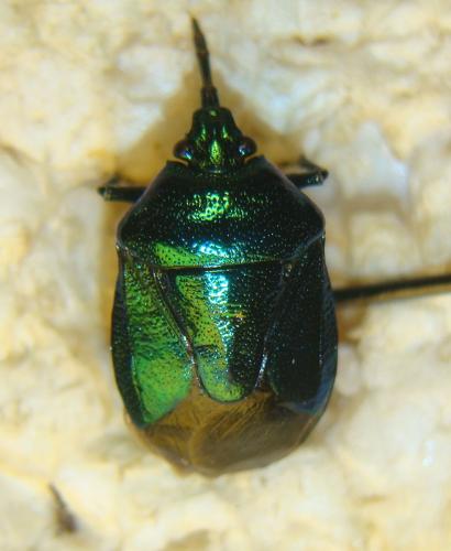 Réf. 108 253 : Zicrona caerulea