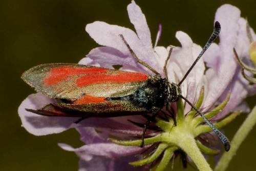 Zygaena sp.