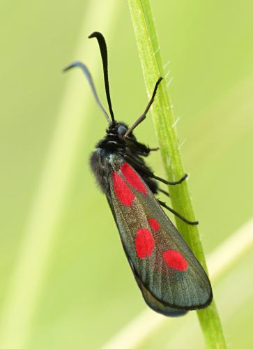 Réf. 108 142 : Zygaena viciae